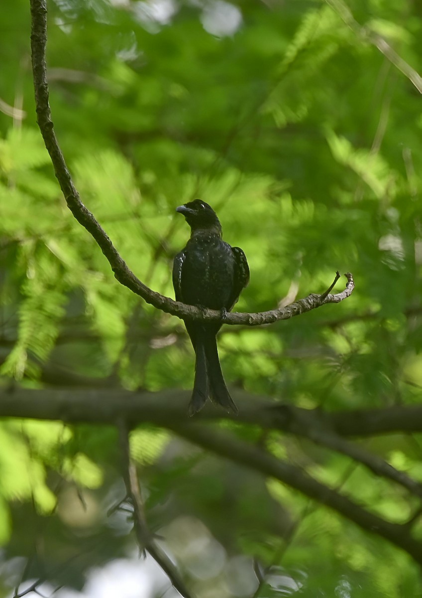 Crow-billed Drongo - ML639981219