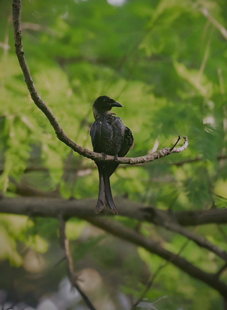 Crow-billed Drongo - ML639981220