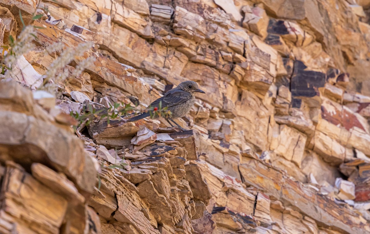 Blue Rock-Thrush - ML639981294