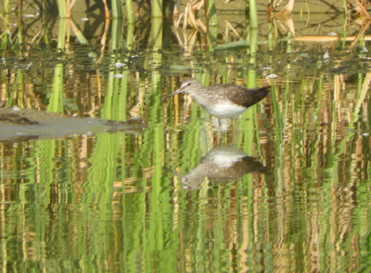 Green Sandpiper - ML639981393