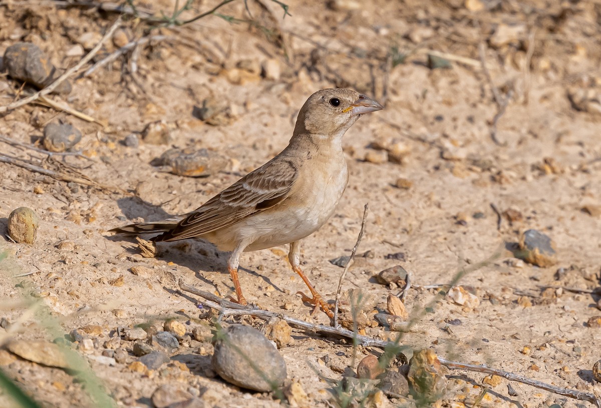 Pale Rockfinch - ML639981412