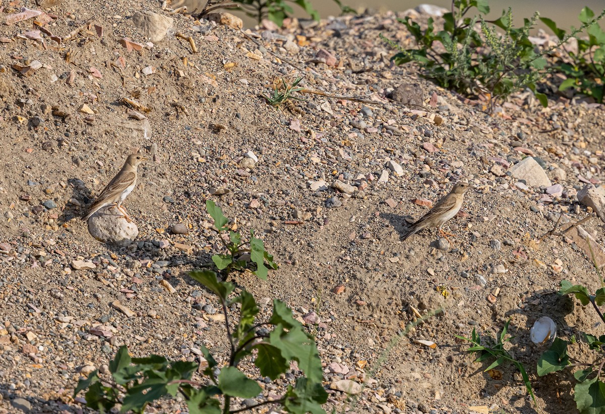 Pale Rockfinch - ML639981413