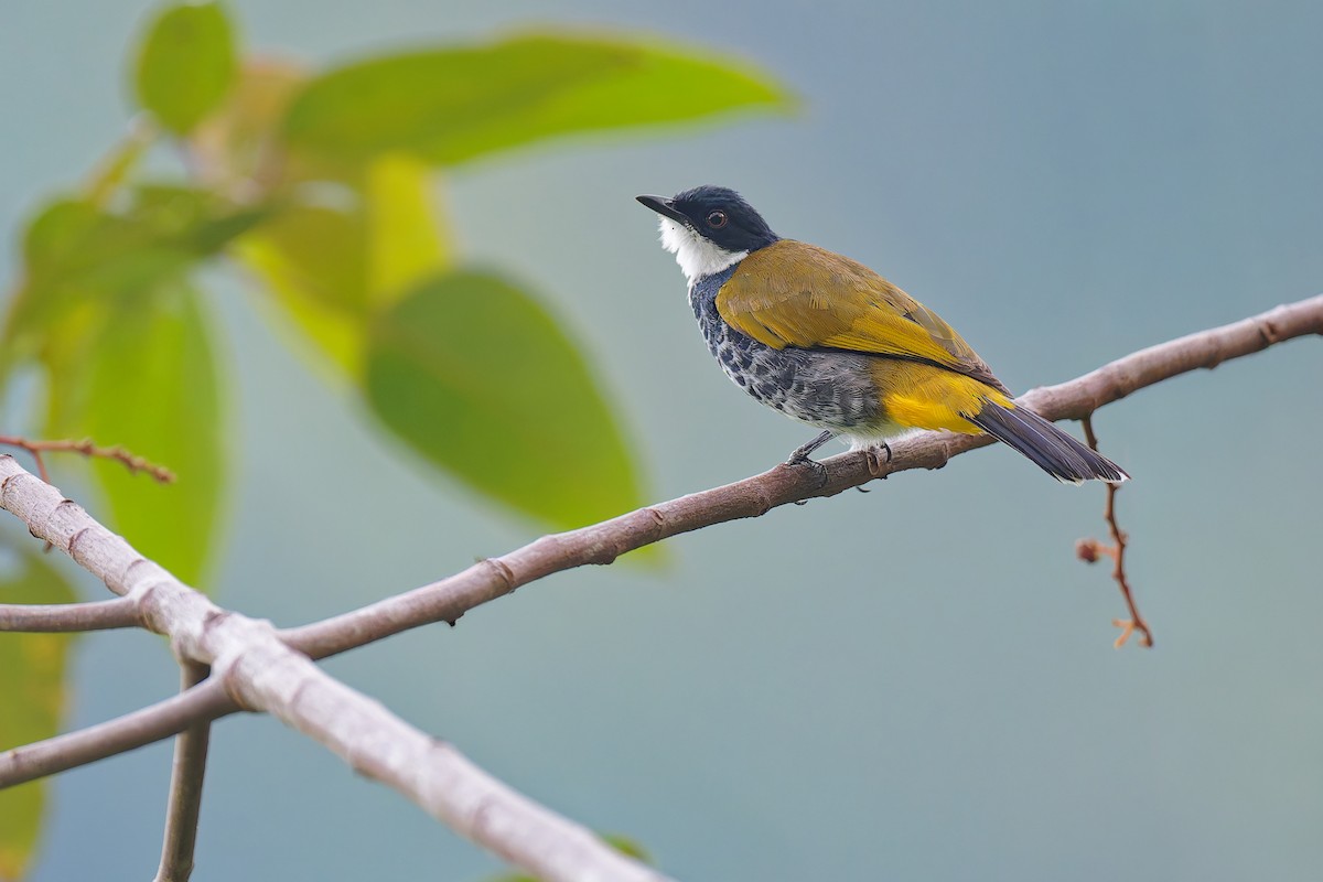 Scaly-breasted Bulbul - ML639981415