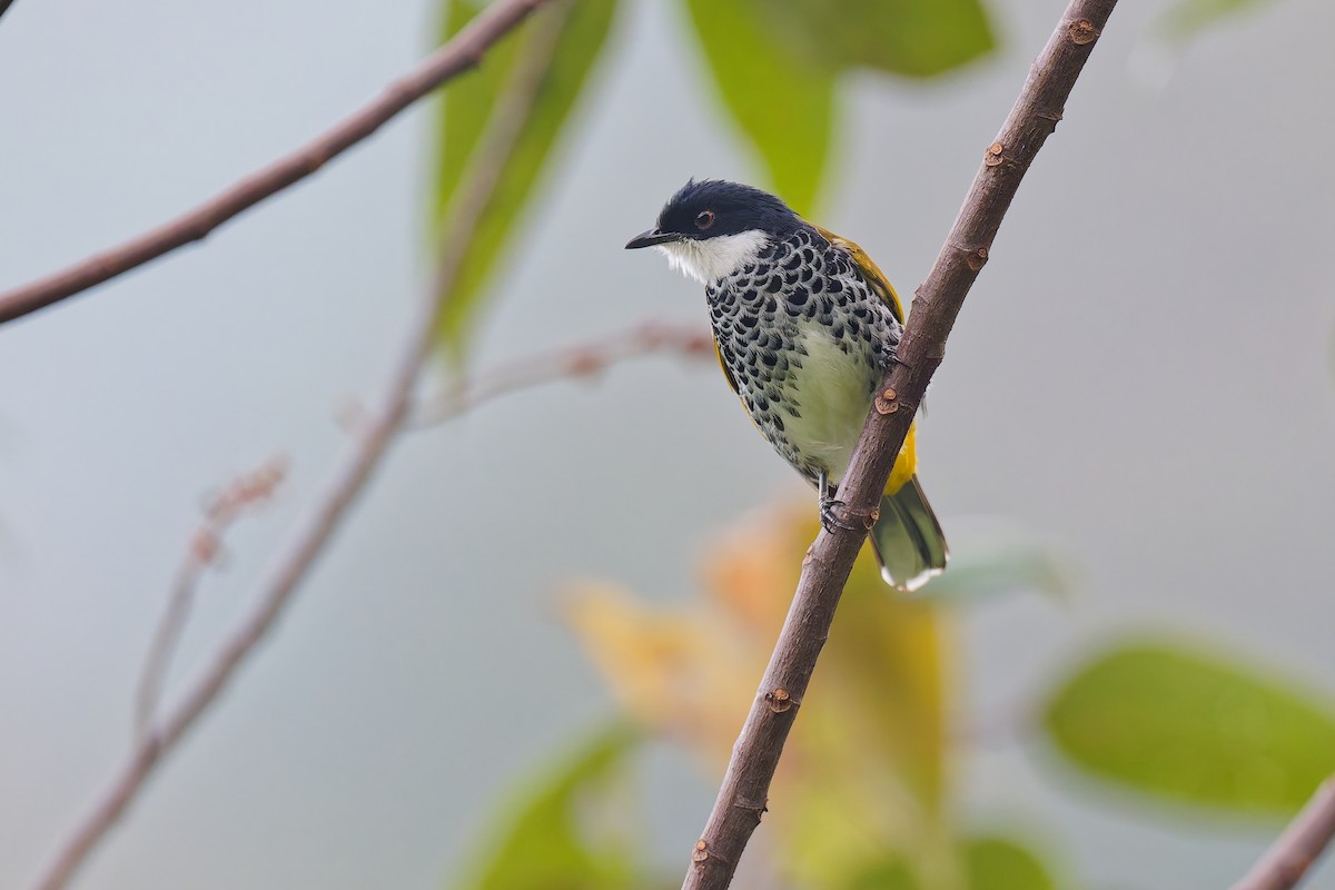 Scaly-breasted Bulbul - ML639981416
