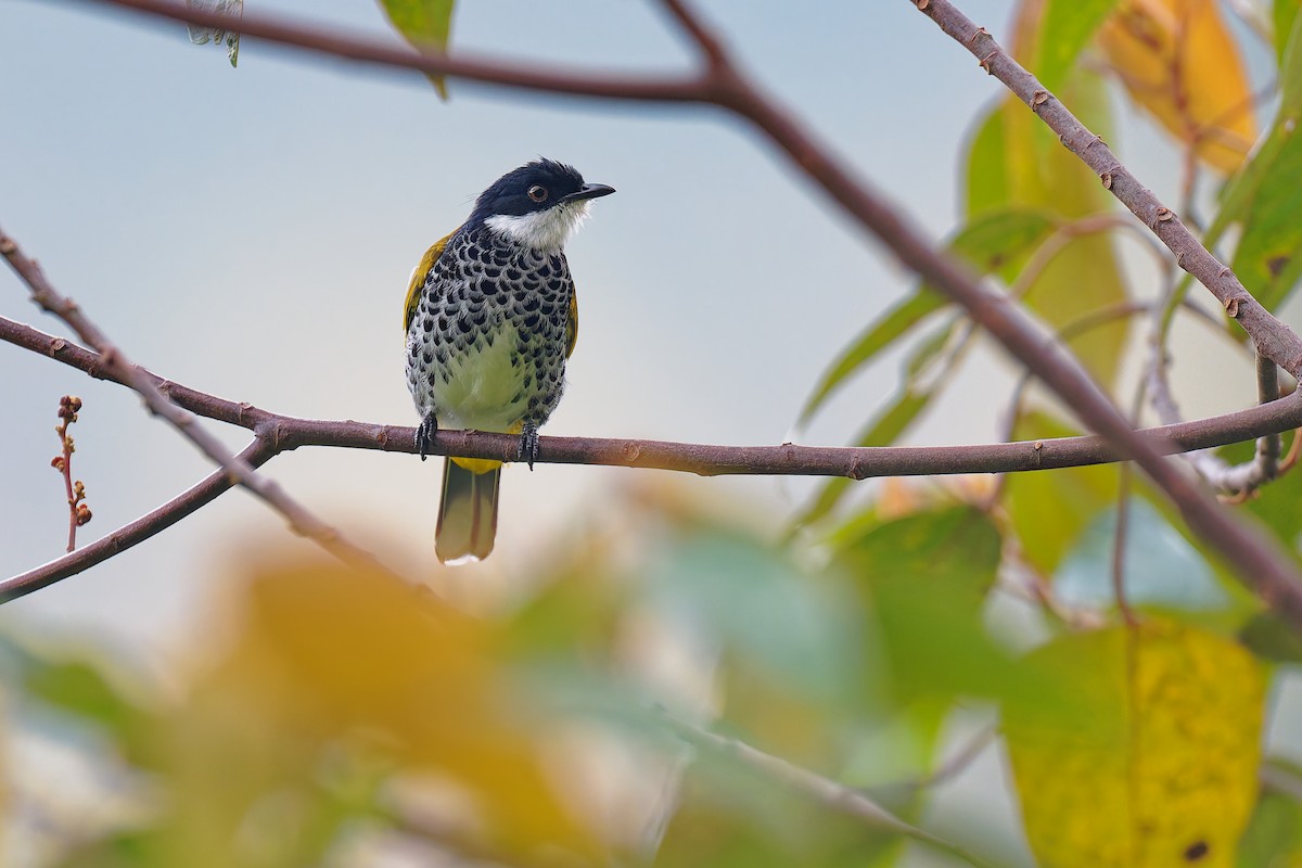 Scaly-breasted Bulbul - ML639981417