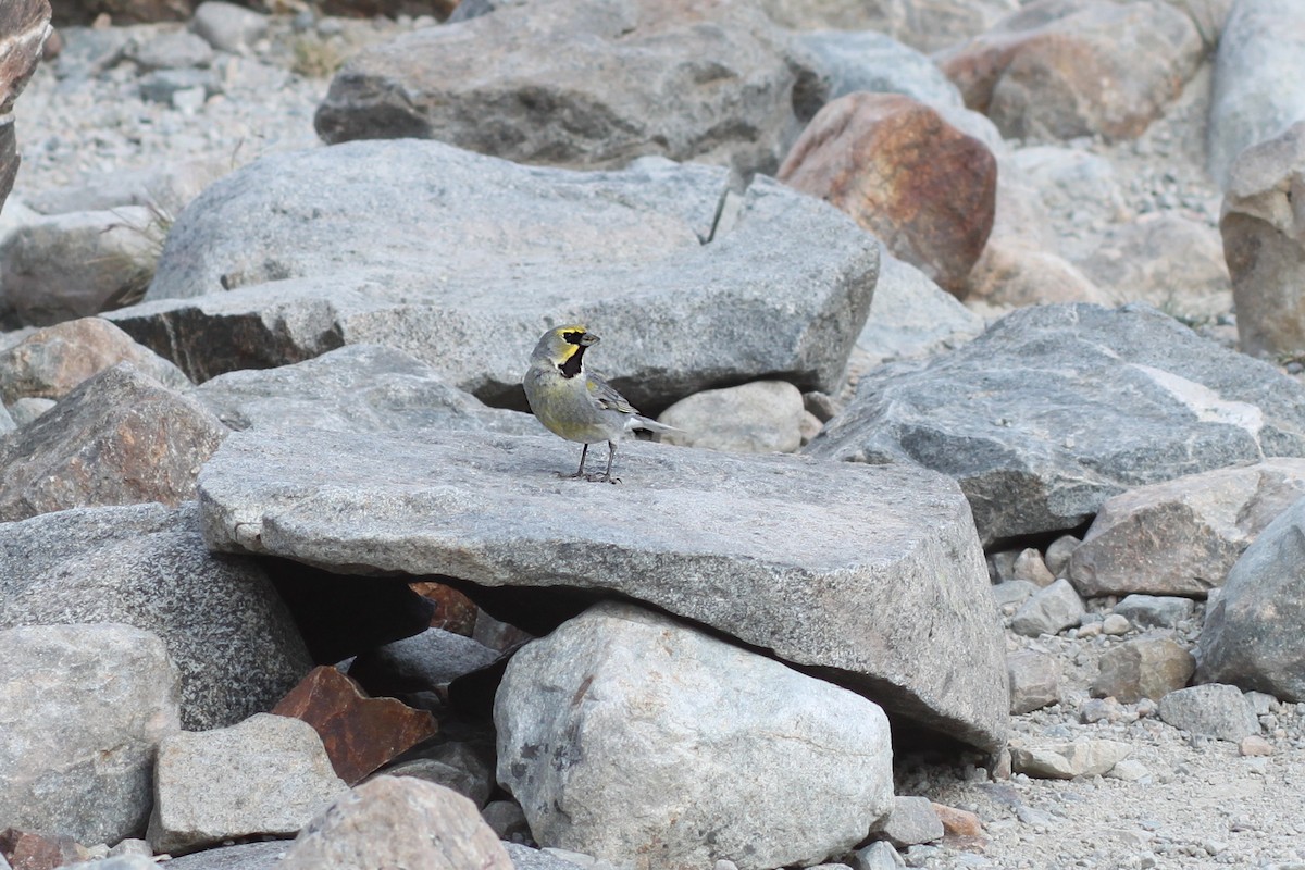 Yellow-bridled Finch - ML639981496