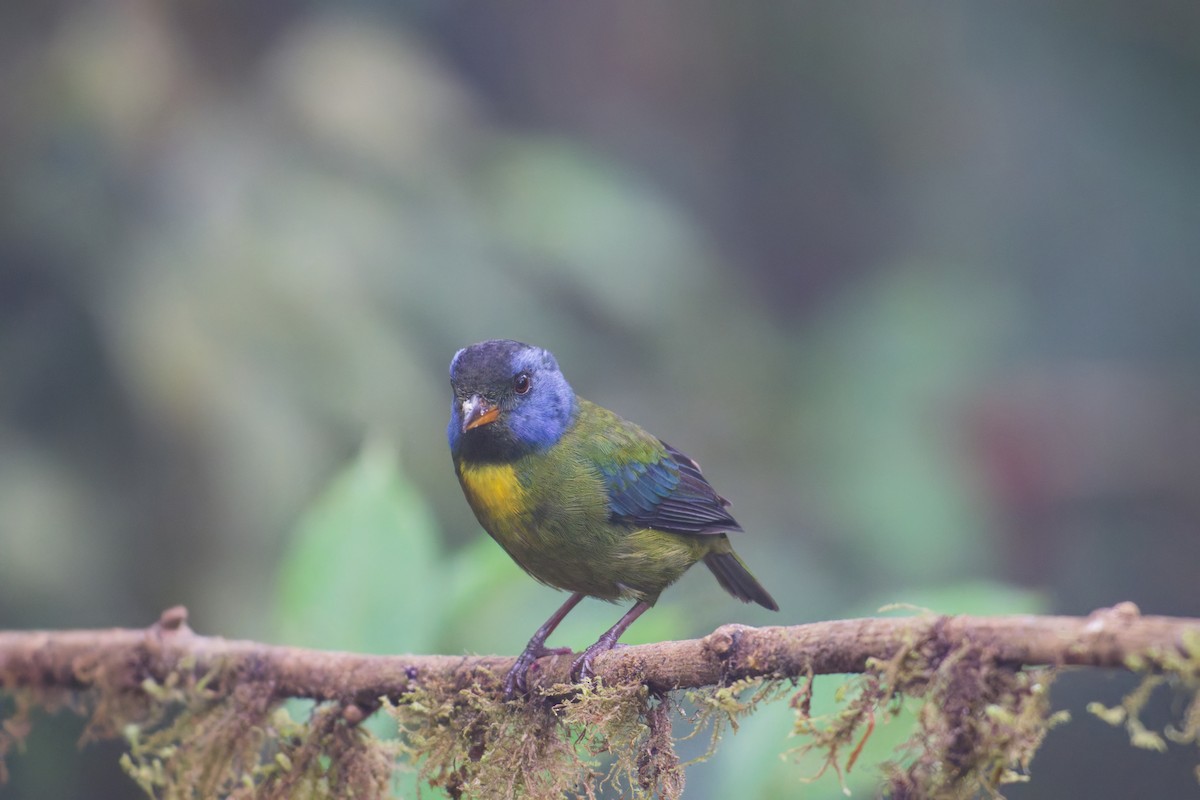 Moss-backed Tanager - ML639981578