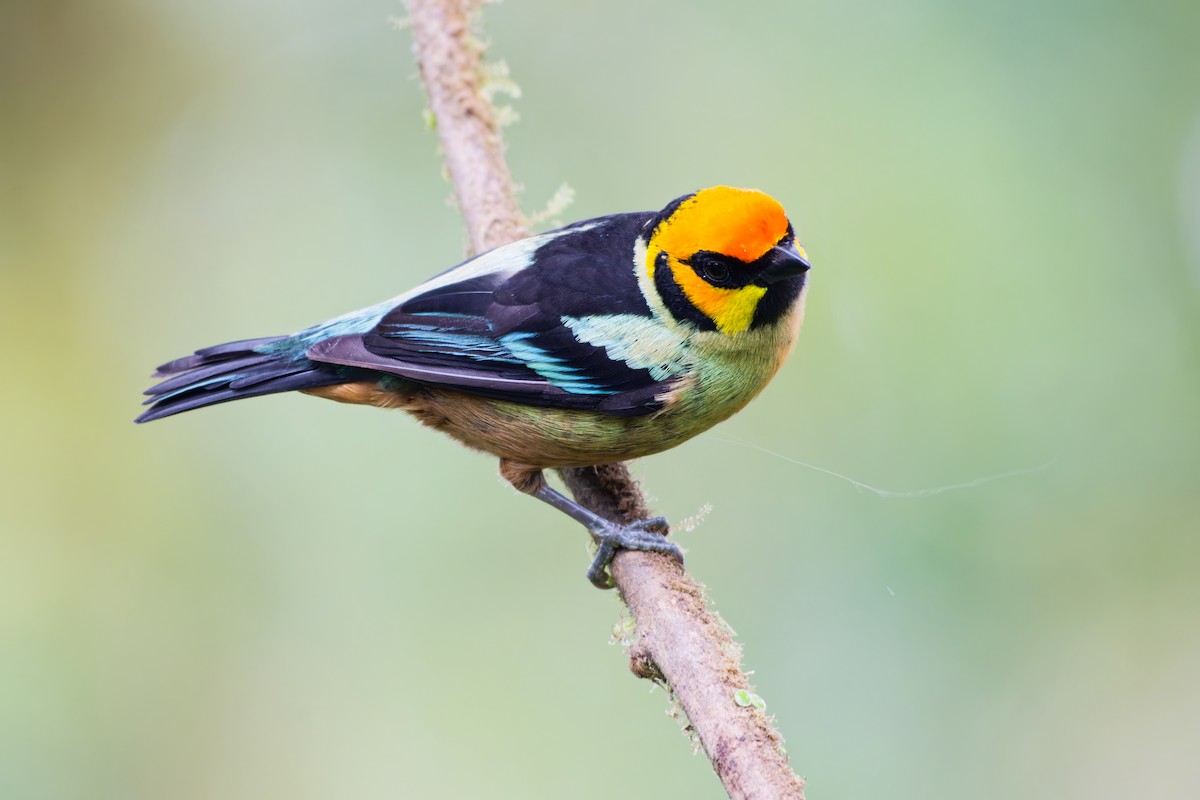 Flame-faced Tanager - ML639981588