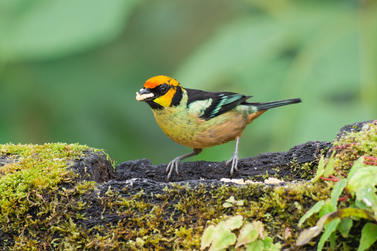 Flame-faced Tanager - ML639981596