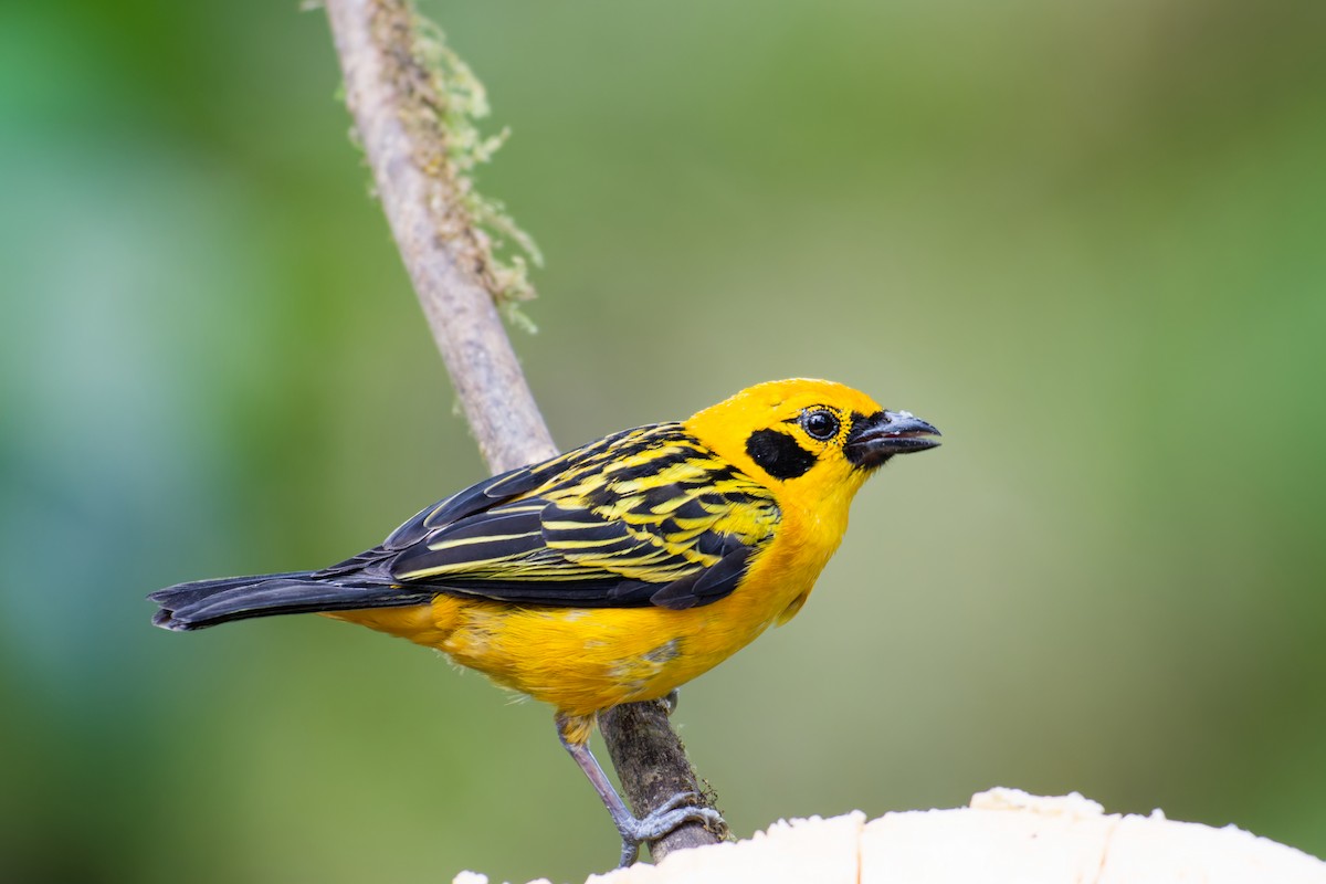 Golden Tanager - ML639981605