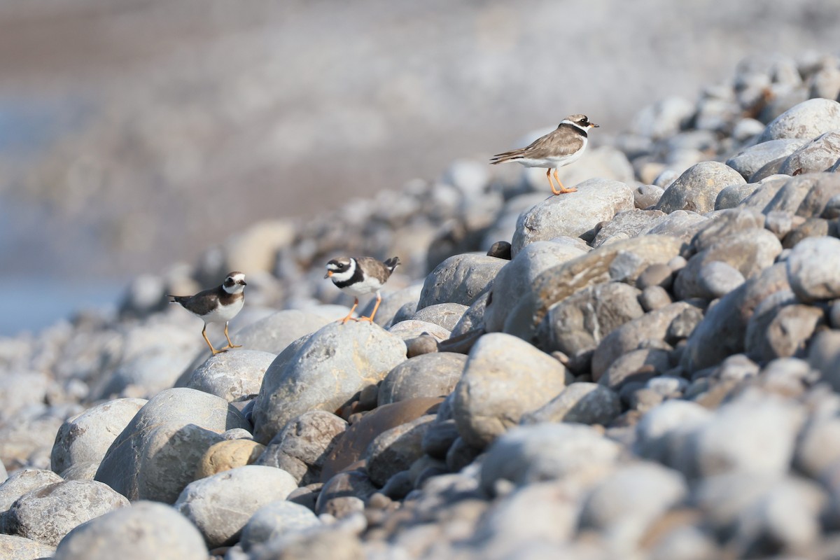Common Ringed Plover - ML639981606