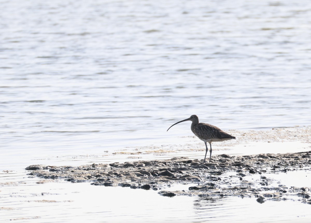 Eurasian Curlew - ML639981609
