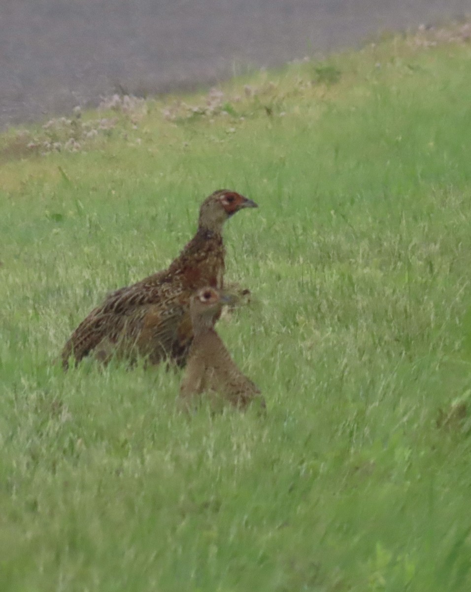 Ring-necked Pheasant - ML639981611