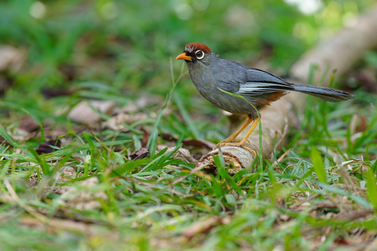 Chestnut-capped Laughingthrush - ML639981613