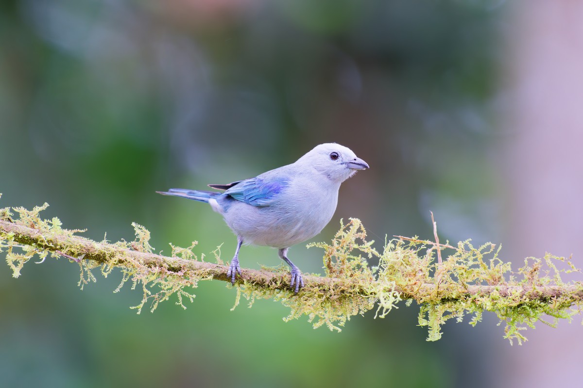 Blue-gray Tanager - ML639981629