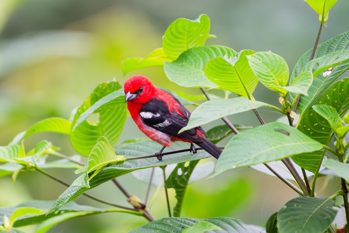 White-winged Tanager - ML639981633