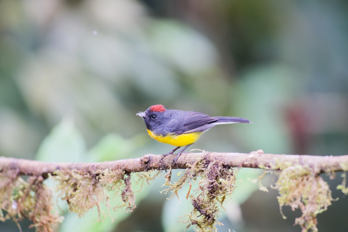 Slate-throated Redstart - ML639981647