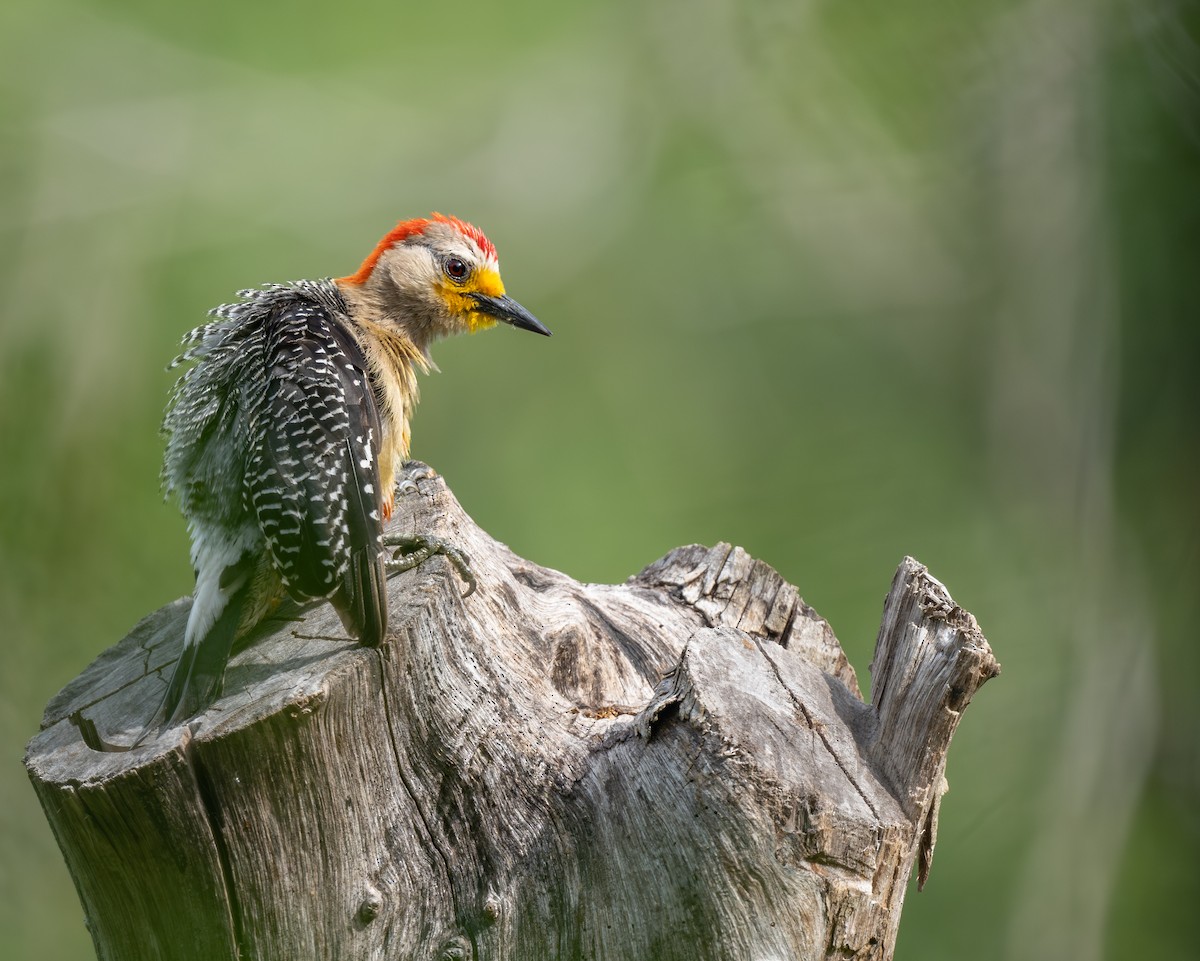 Yucatan Woodpecker - ML639981656