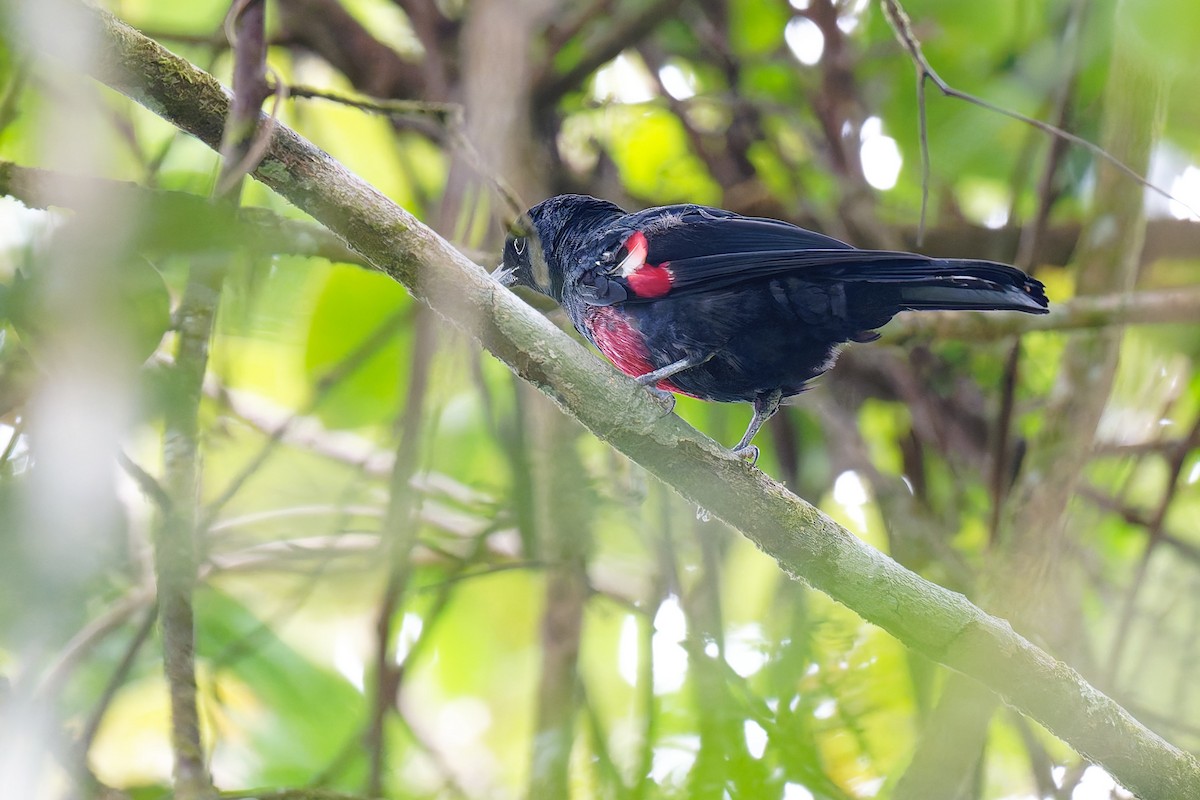 Black-and-crimson Oriole - ML639981662