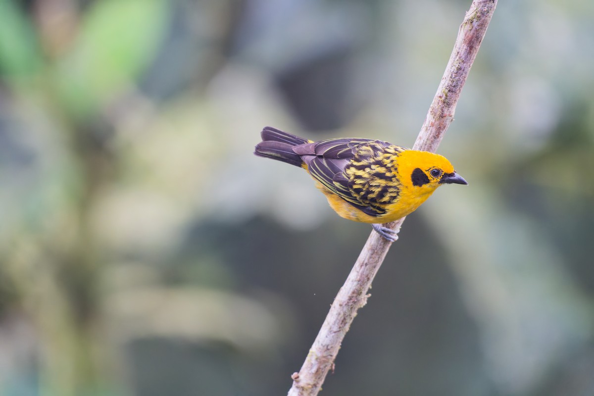 Golden Tanager - ML639981663