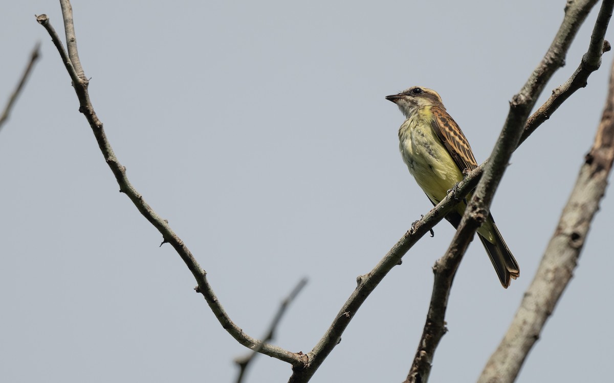 Piratic Flycatcher - ML639981665