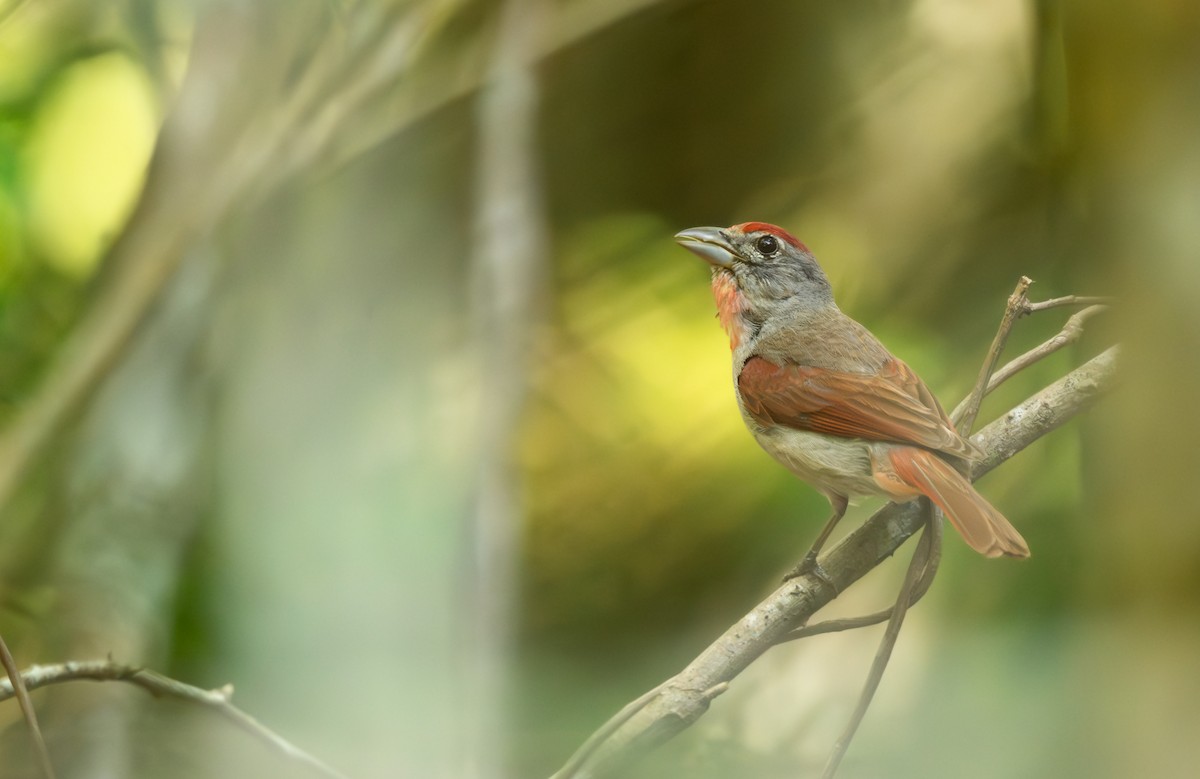 Rose-throated Tanager - ML639981679