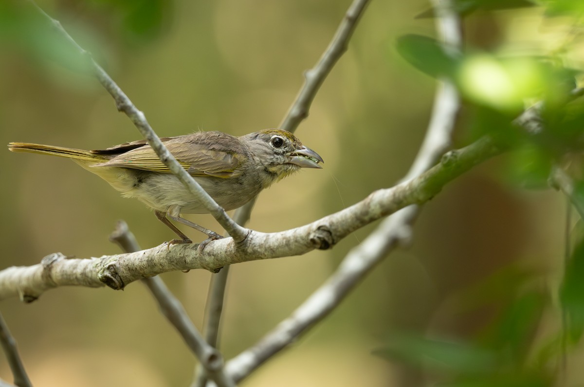 Rose-throated Tanager - ML639981680