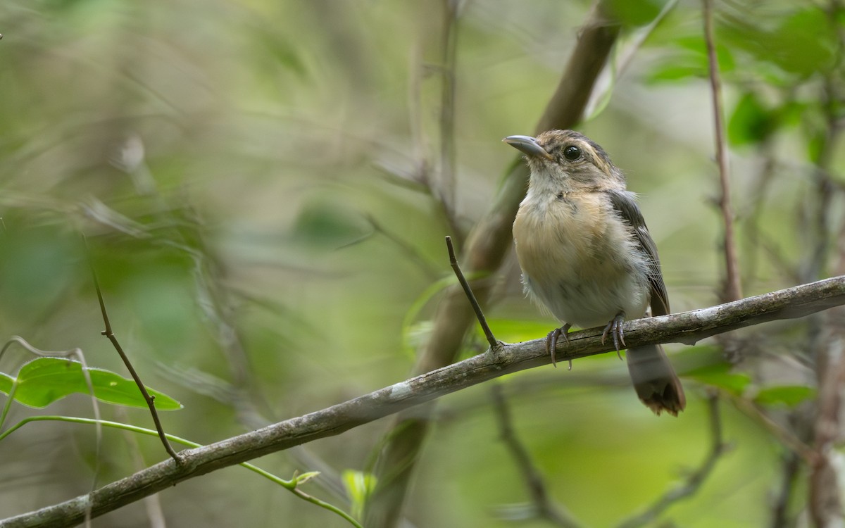 Gray-throated Chat - ML639981691