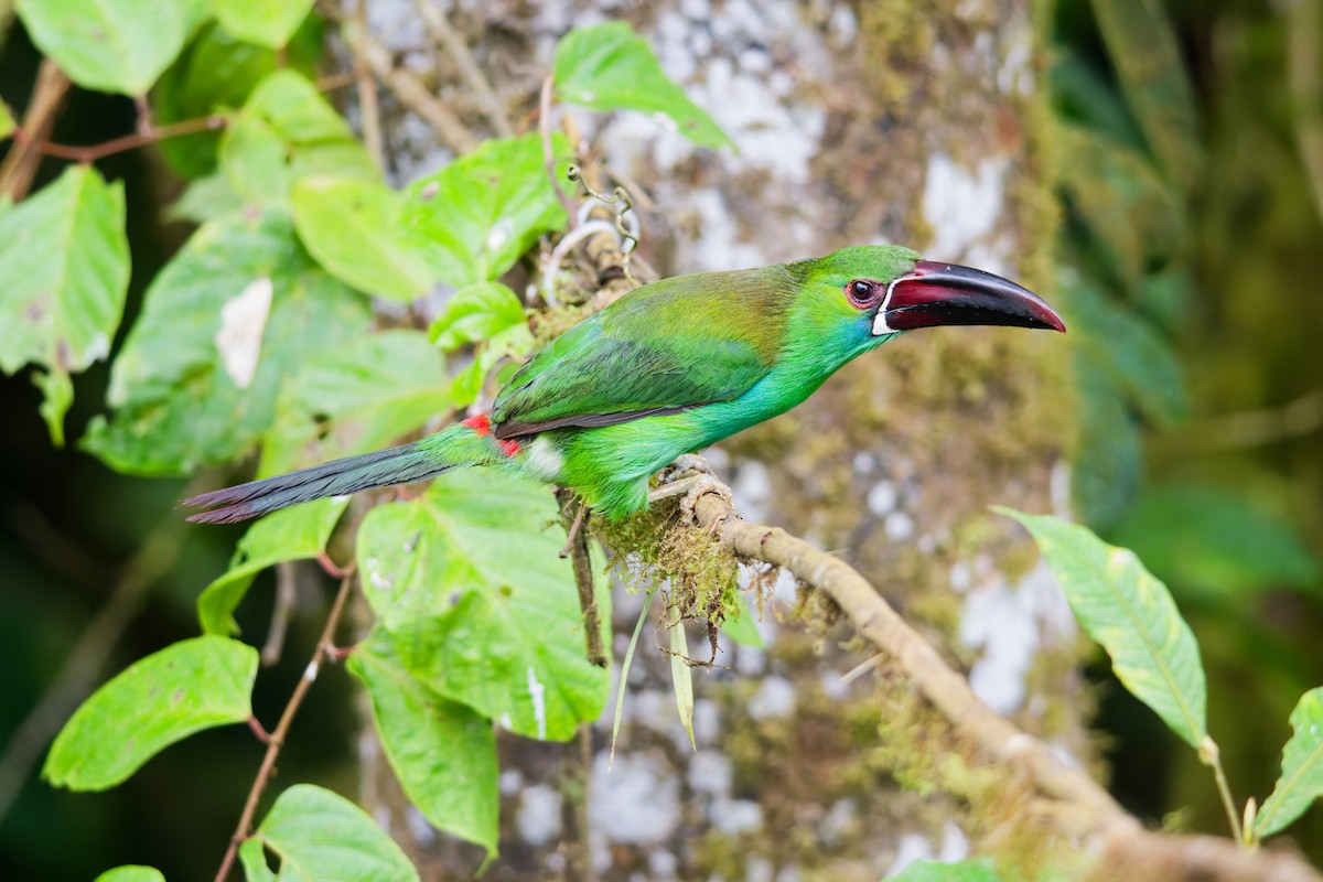Crimson-rumped Toucanet - ML639981695