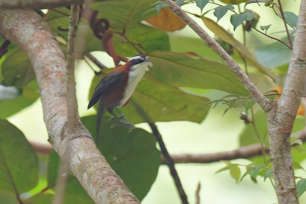 Sunda Scimitar-Babbler - ML639981708