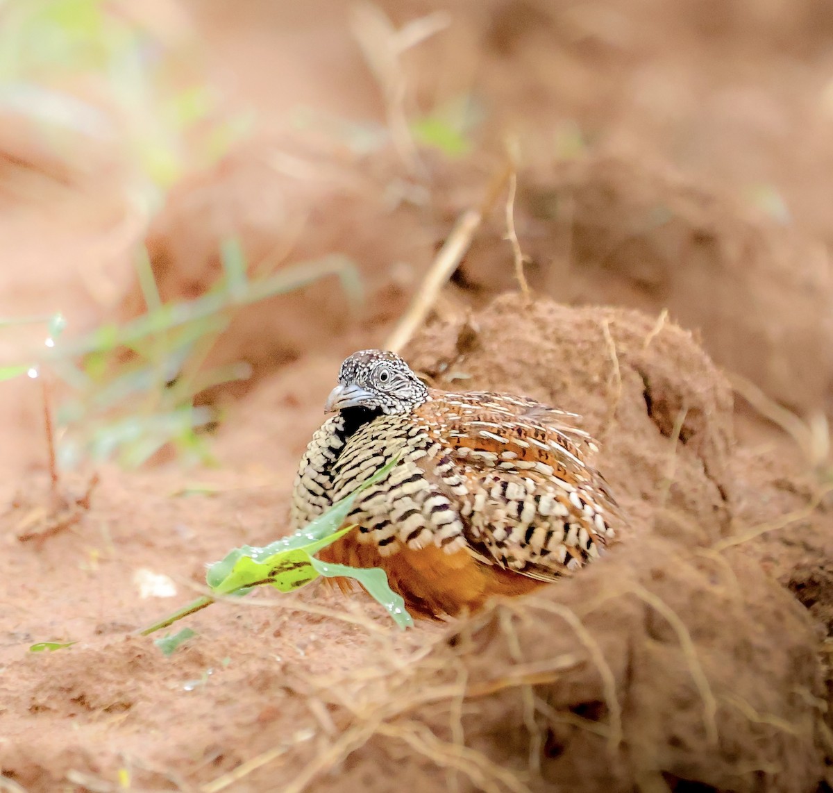 perepel šupinkový - ML639981716