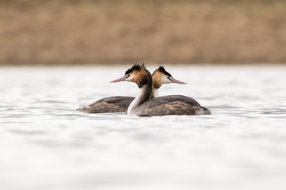 Great Crested Grebe - ML639981742