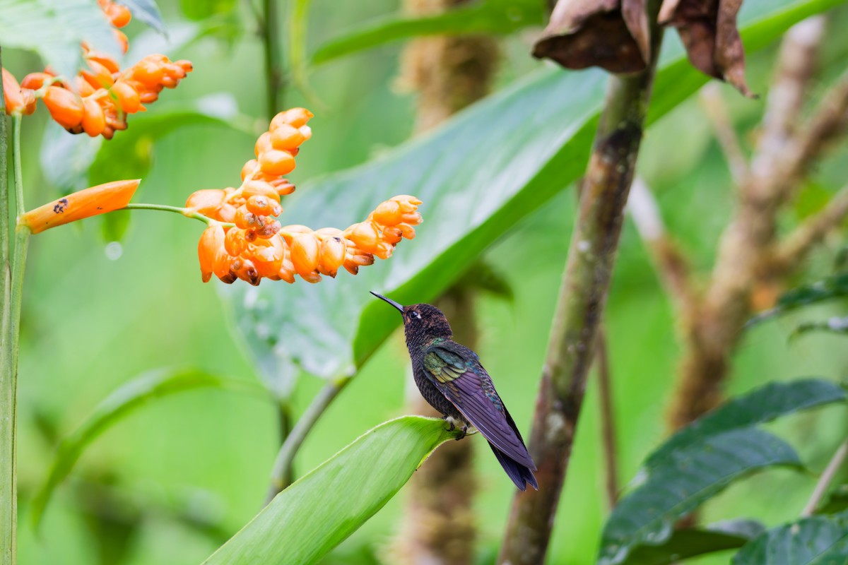 Velvet-purple Coronet - ML639981744