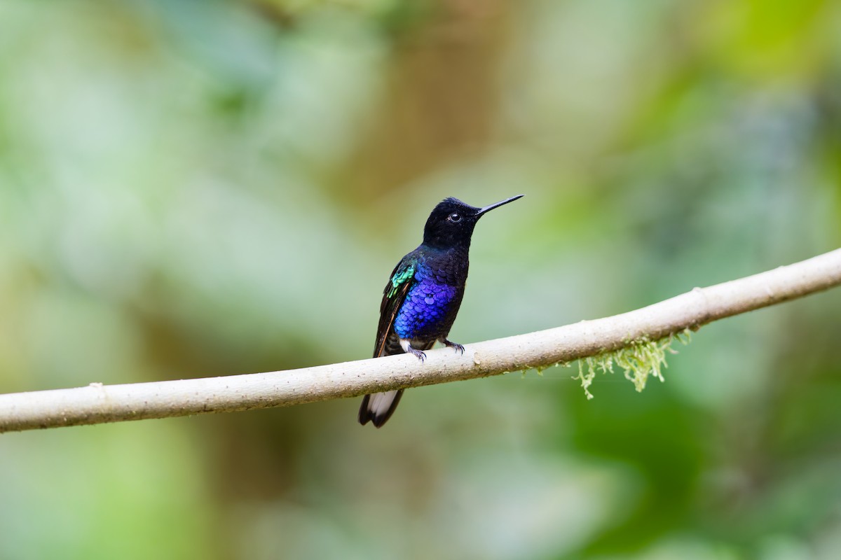 Velvet-purple Coronet - ML639981747