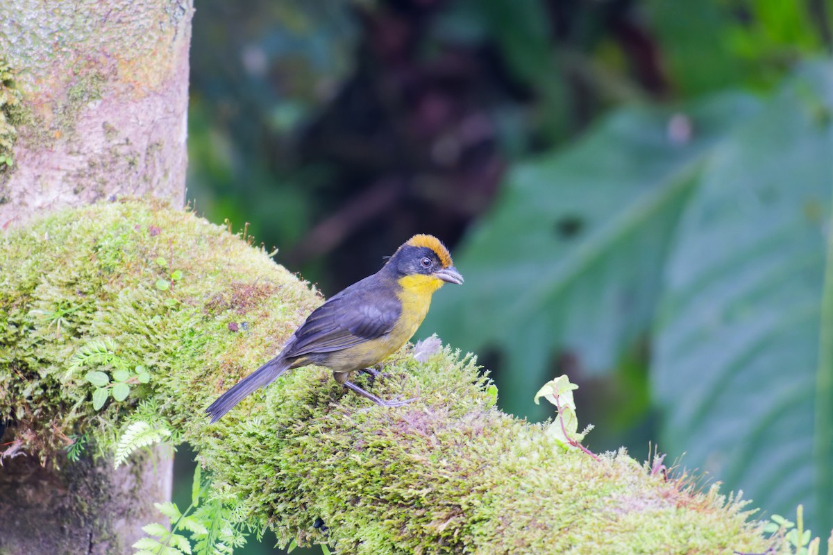 Choco Brushfinch - ML639981761