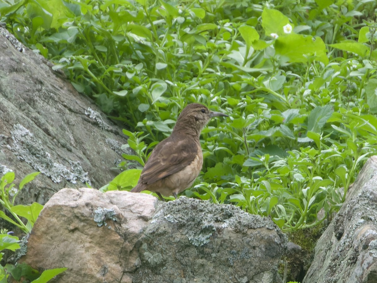 Thick-billed Miner - ML639981768