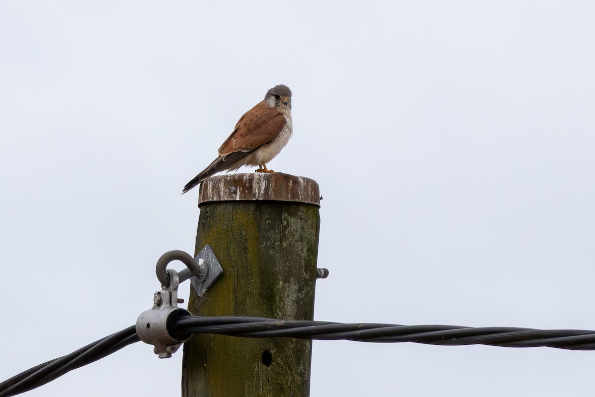 Nankeen Kestrel - ML639981771