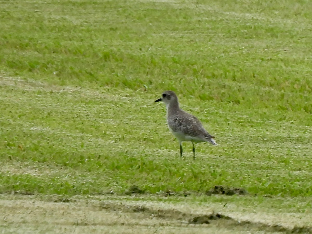 Black-bellied Plover - ML639981811