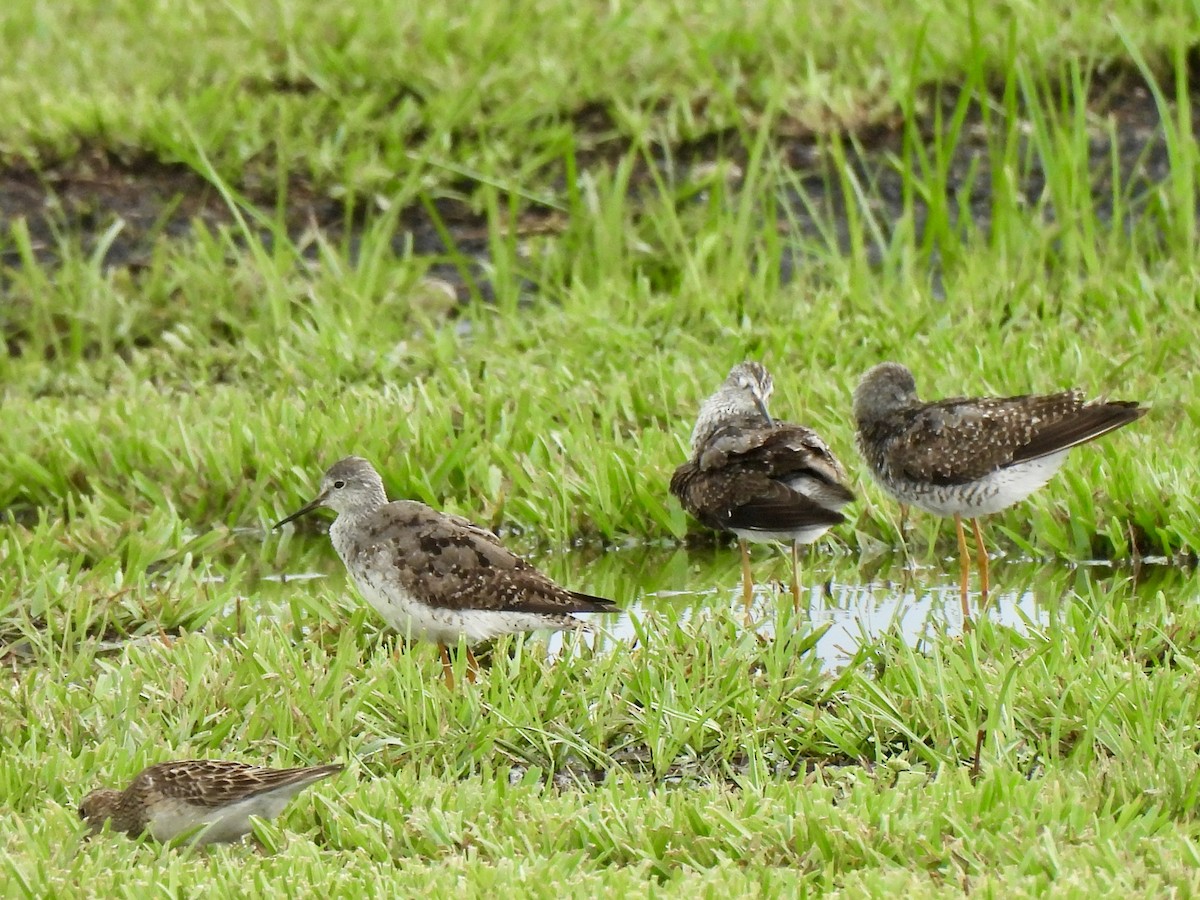 Greater Yellowlegs - ML639981812