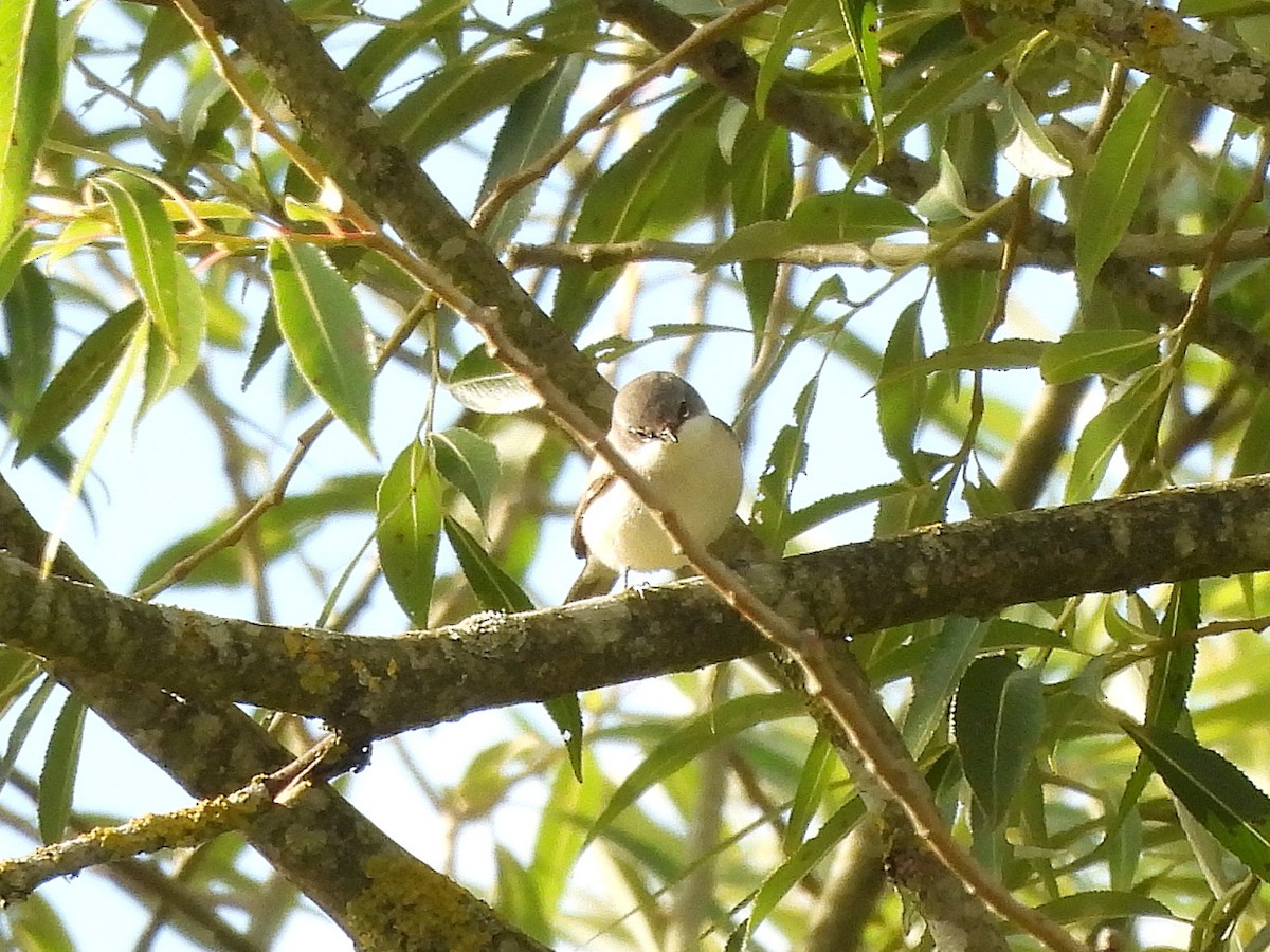 Lesser Whitethroat - ML639981815