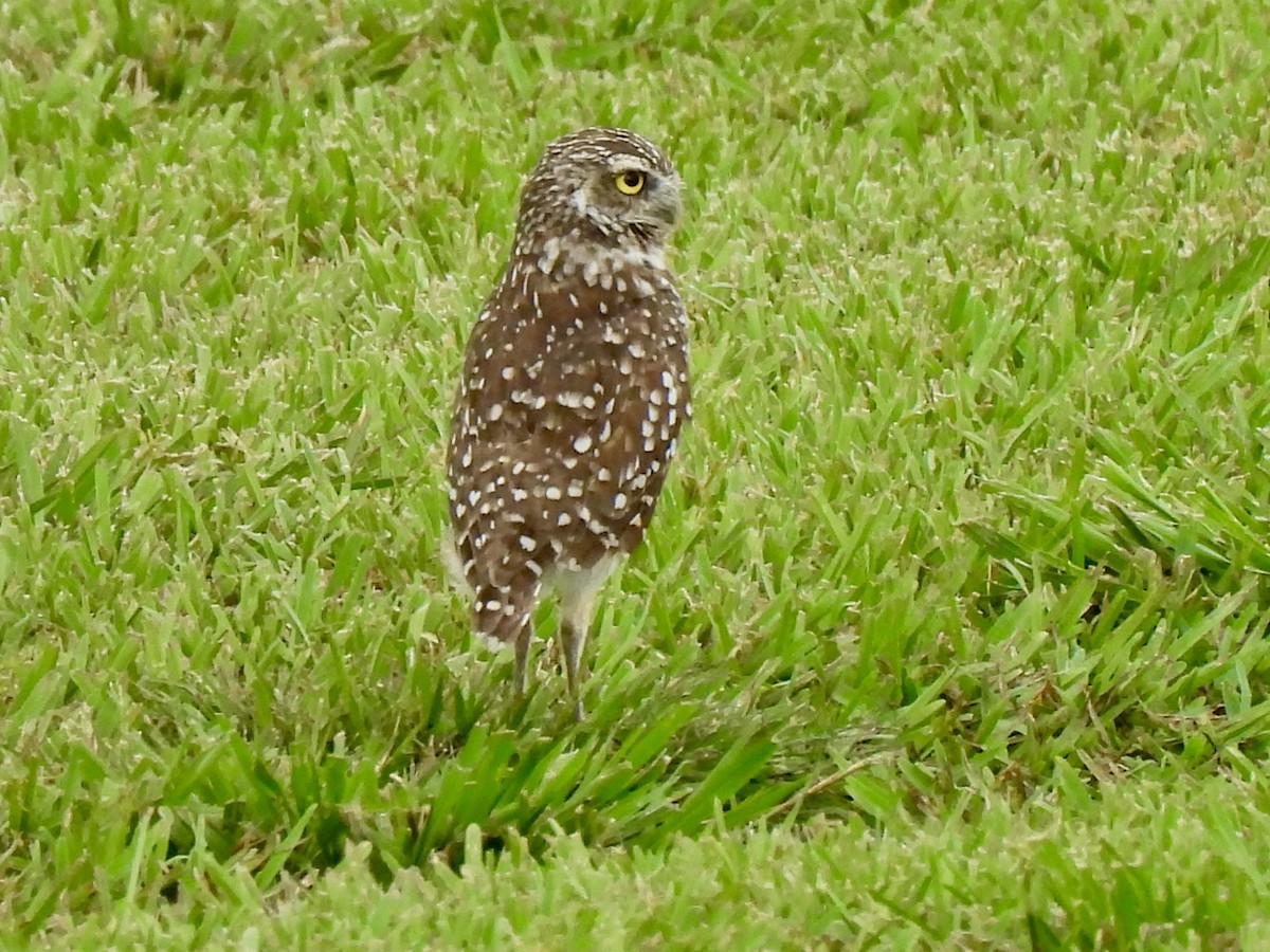 Burrowing Owl - ML639981822