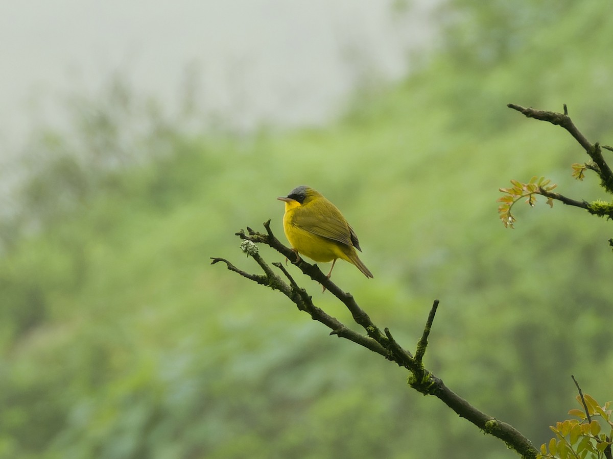 Black-lored Yellowthroat - ML639981831