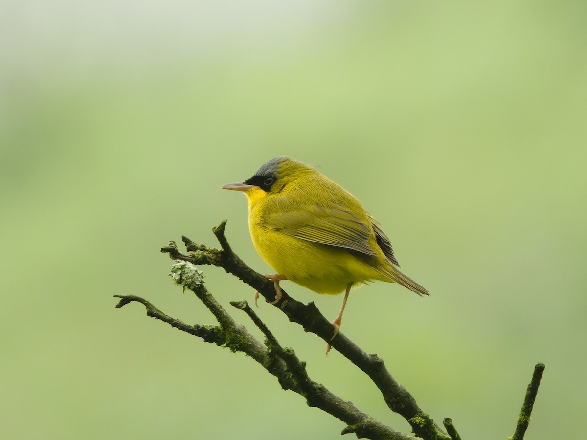 Black-lored Yellowthroat - ML639981832