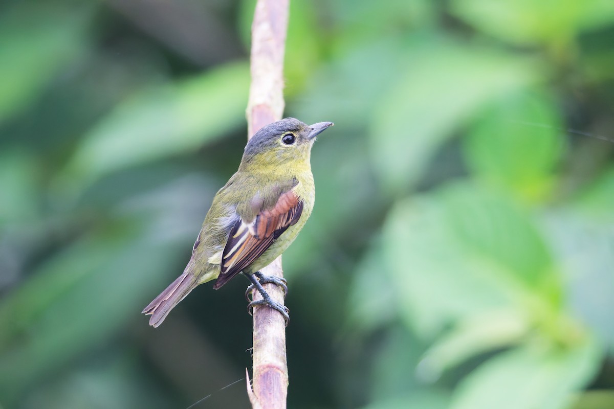 Barred Becard - ML639981839