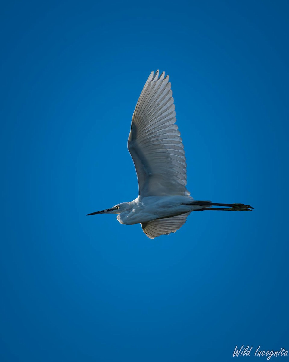 Little Egret - ML639981863