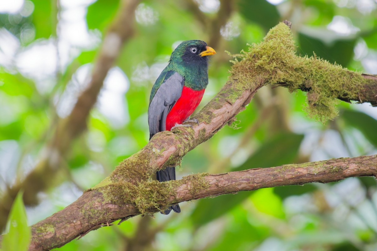 Blue-tailed Trogon - ML639981880