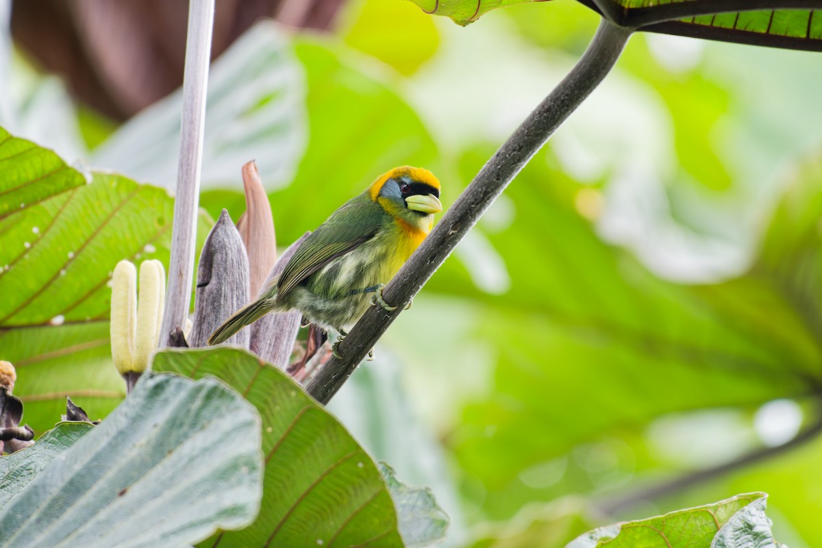 Red-headed Barbet - ML639981892