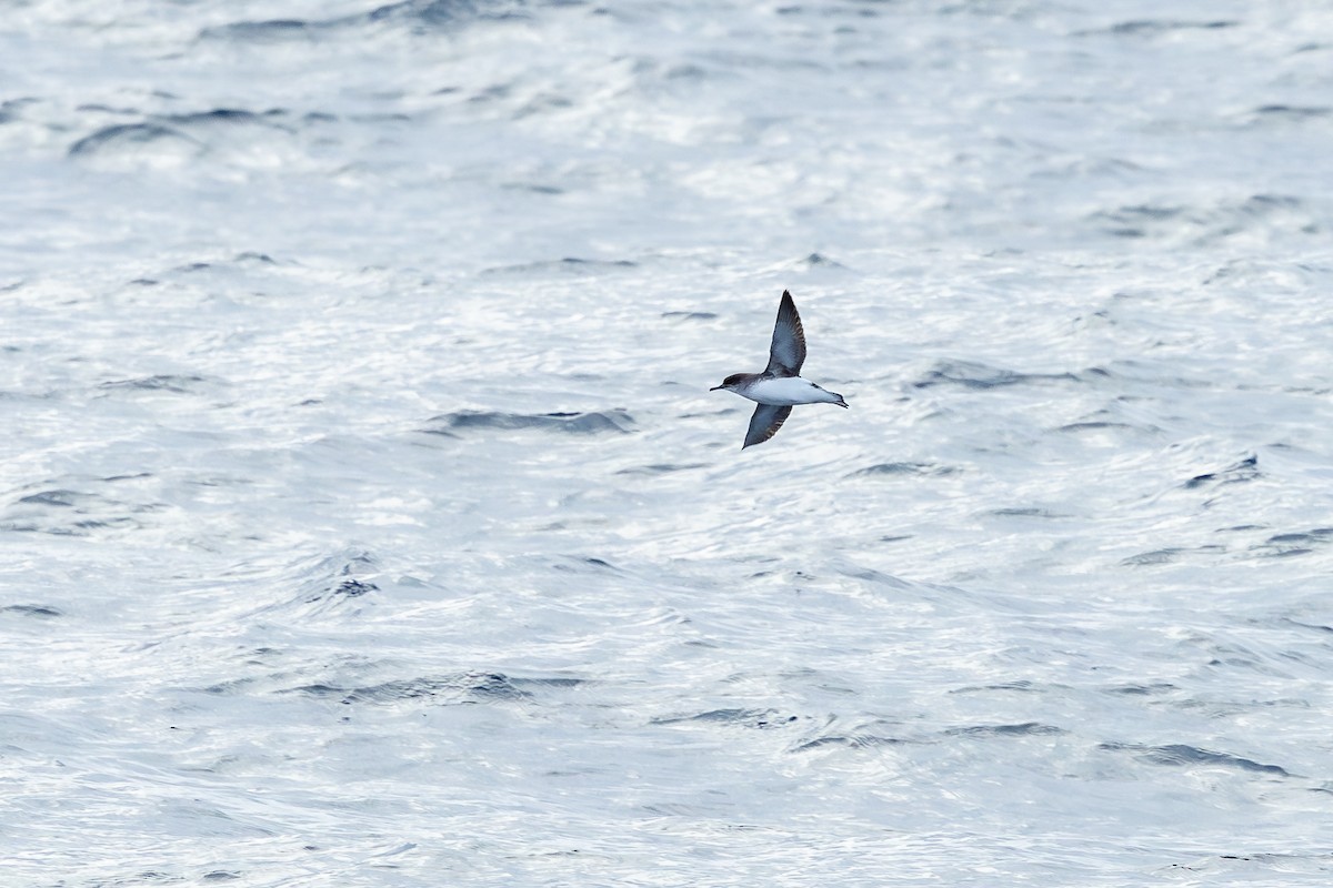 Fluttering Shearwater - ML639981896