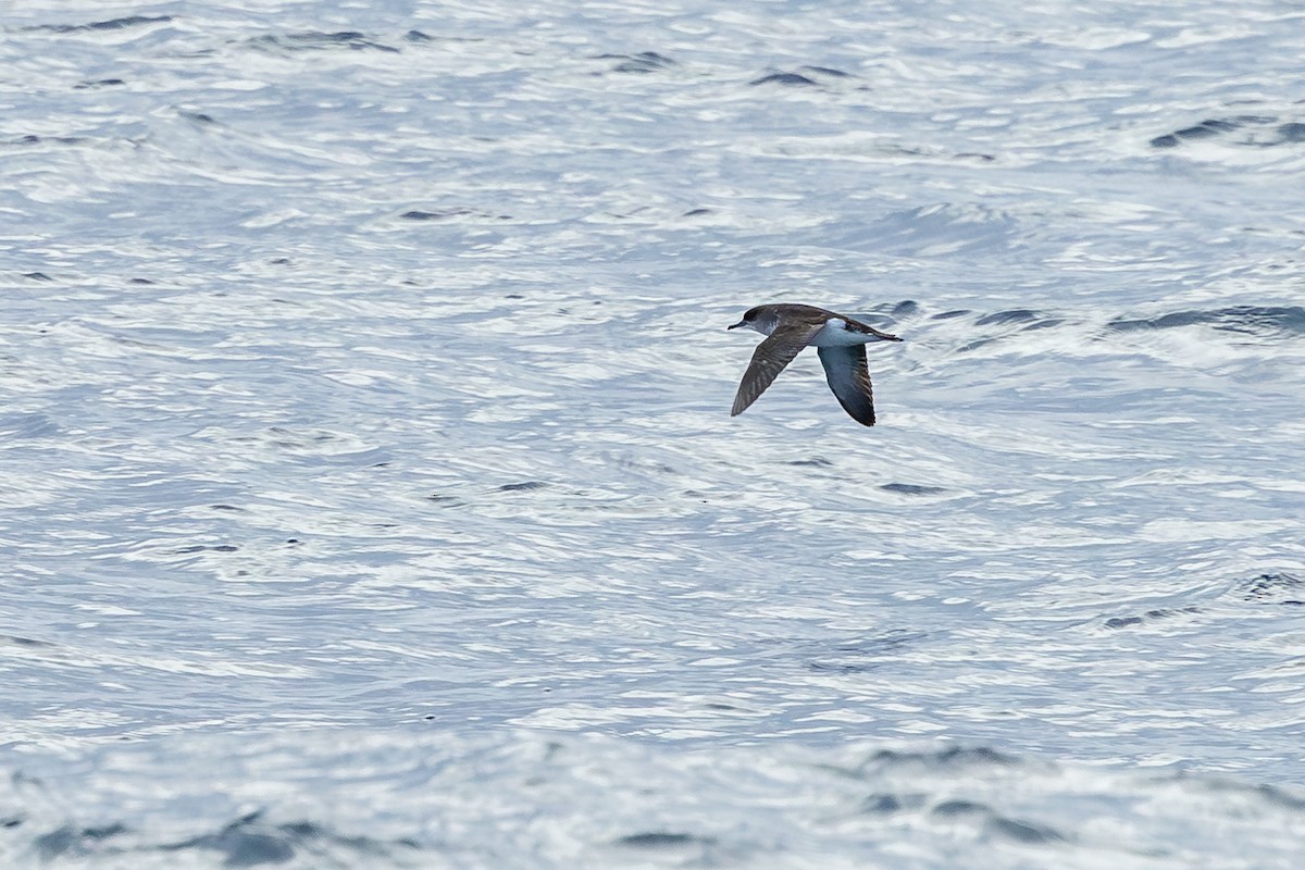 Fluttering Shearwater - ML639981897