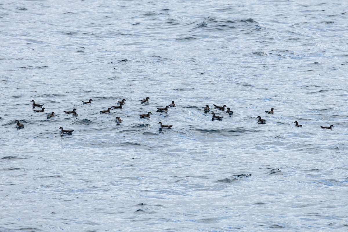 Fluttering Shearwater - ML639981899